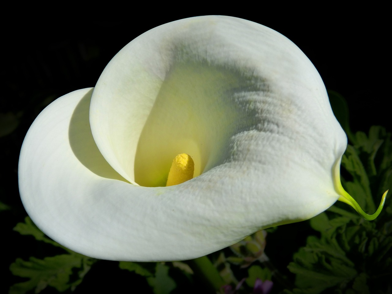 white lily overhead view flower free photo