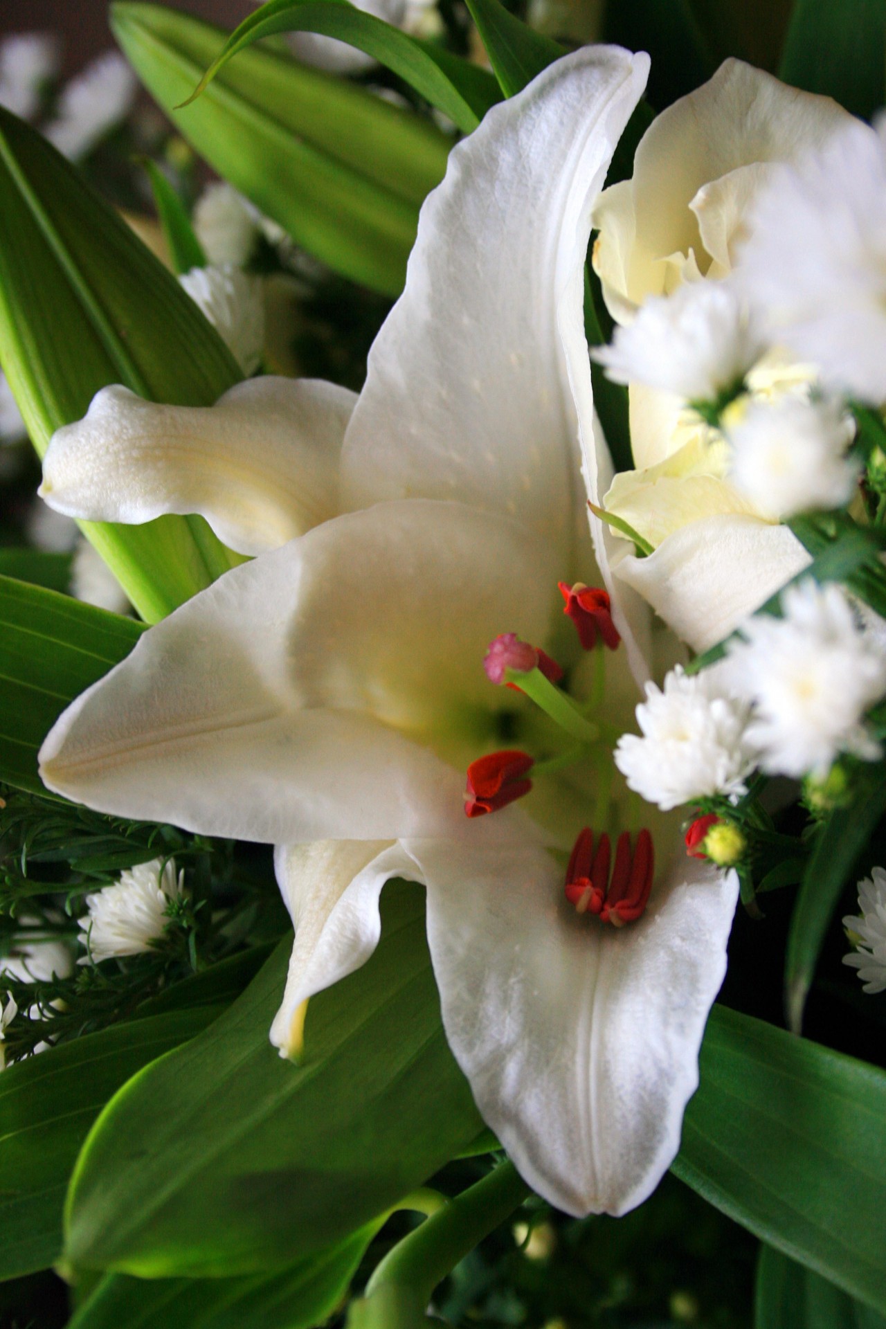 flower lily white free photo