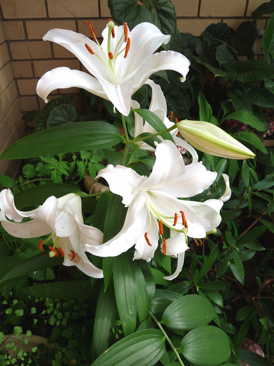 white lily perfumed flower free photo