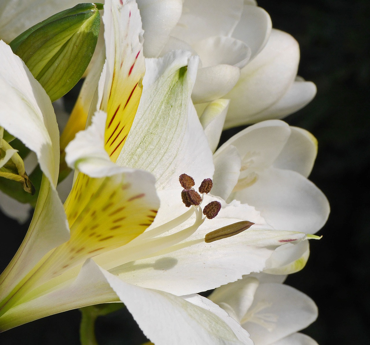 white lily flamed macro free photo