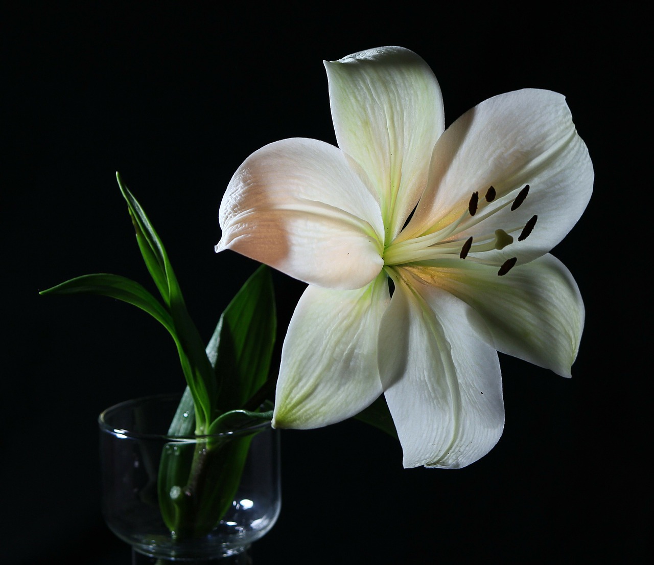 white lily flower flora free photo