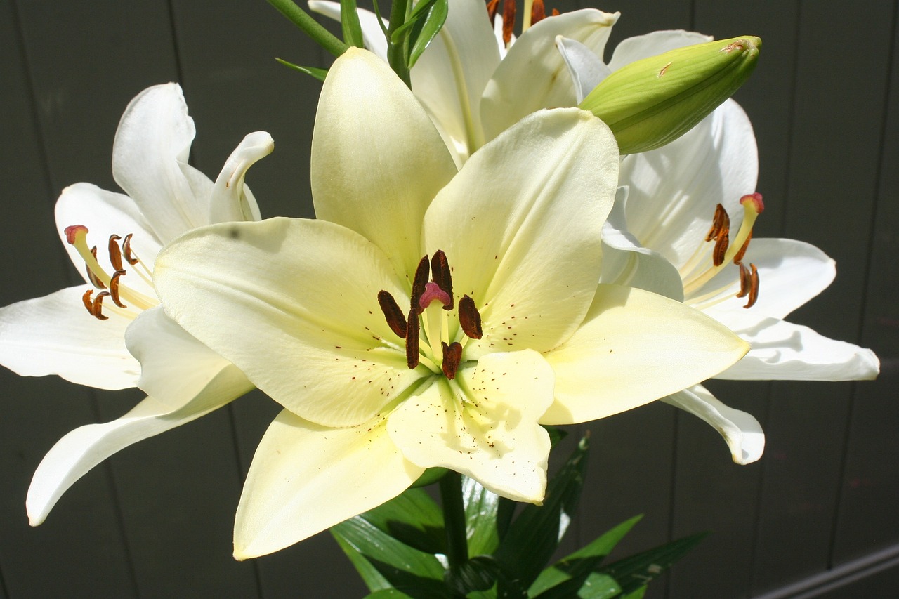 white lily plant gardening free photo