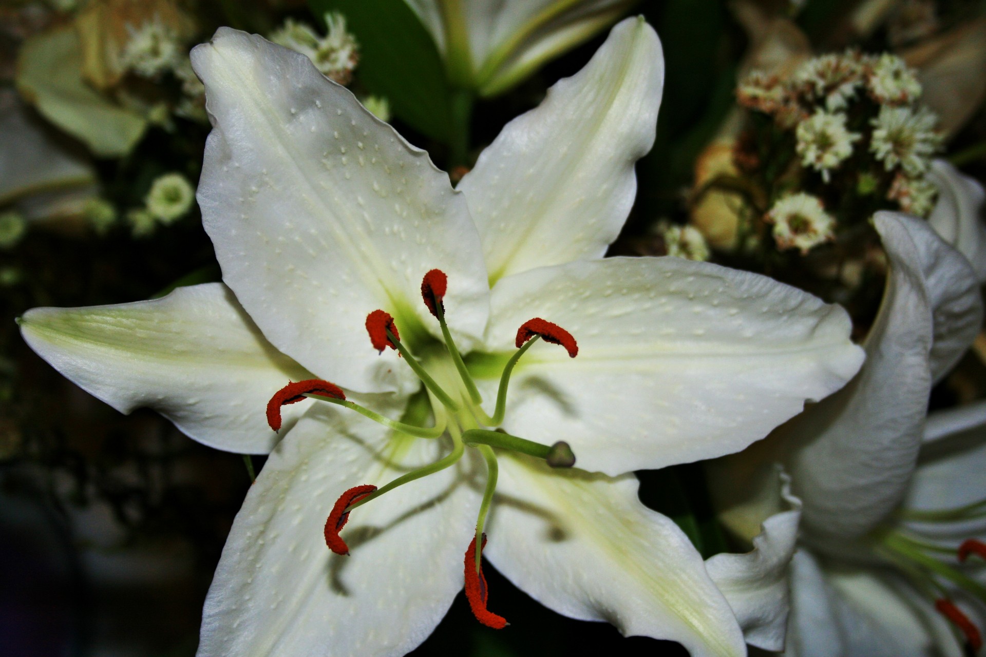 flower lily white free photo
