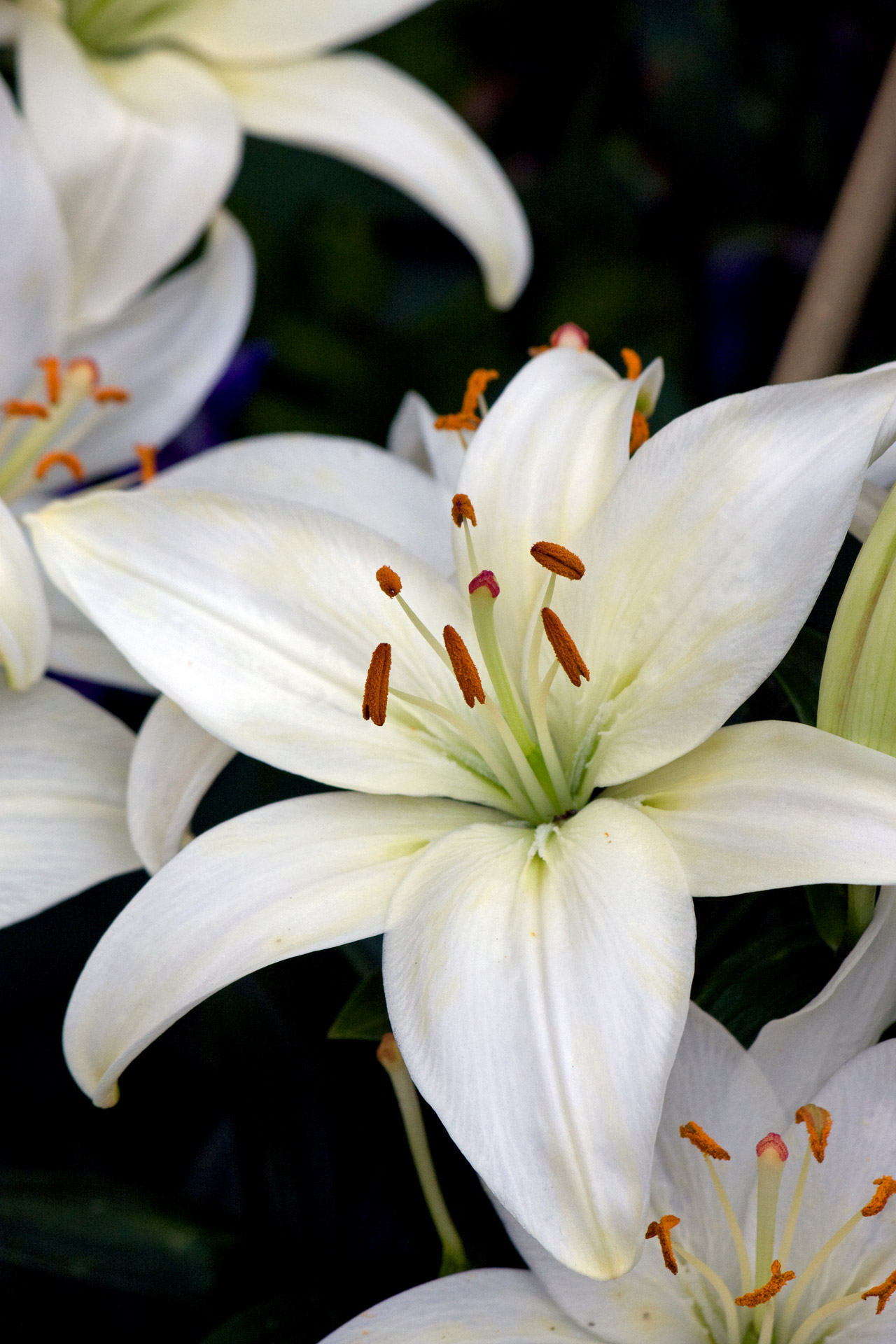 lily lilies white free photo