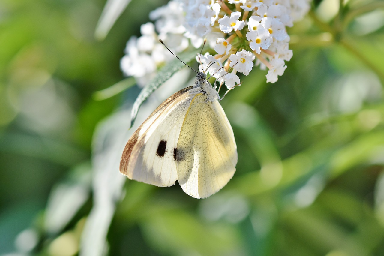 white ling  butterfly  insect free photo