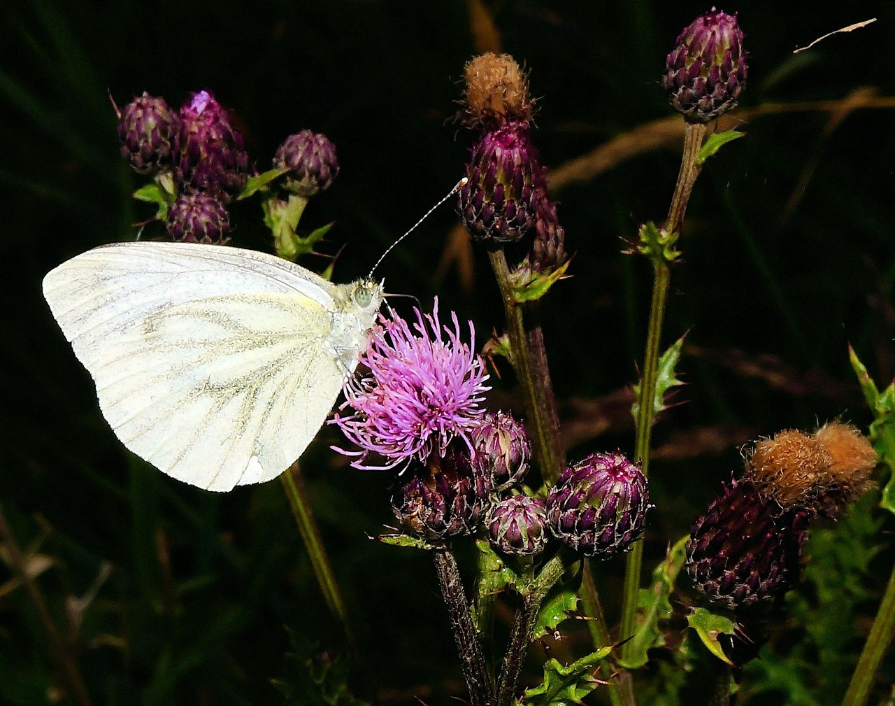 white ling butterfly thistles free photo
