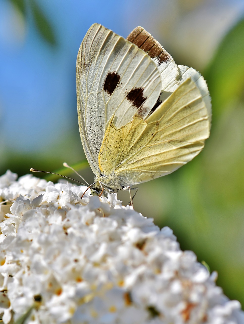 white ling  butterfly  insect free photo