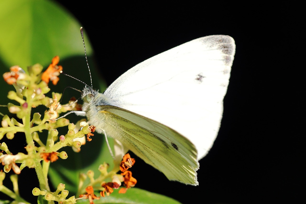 white ling butterfly butterflies free photo