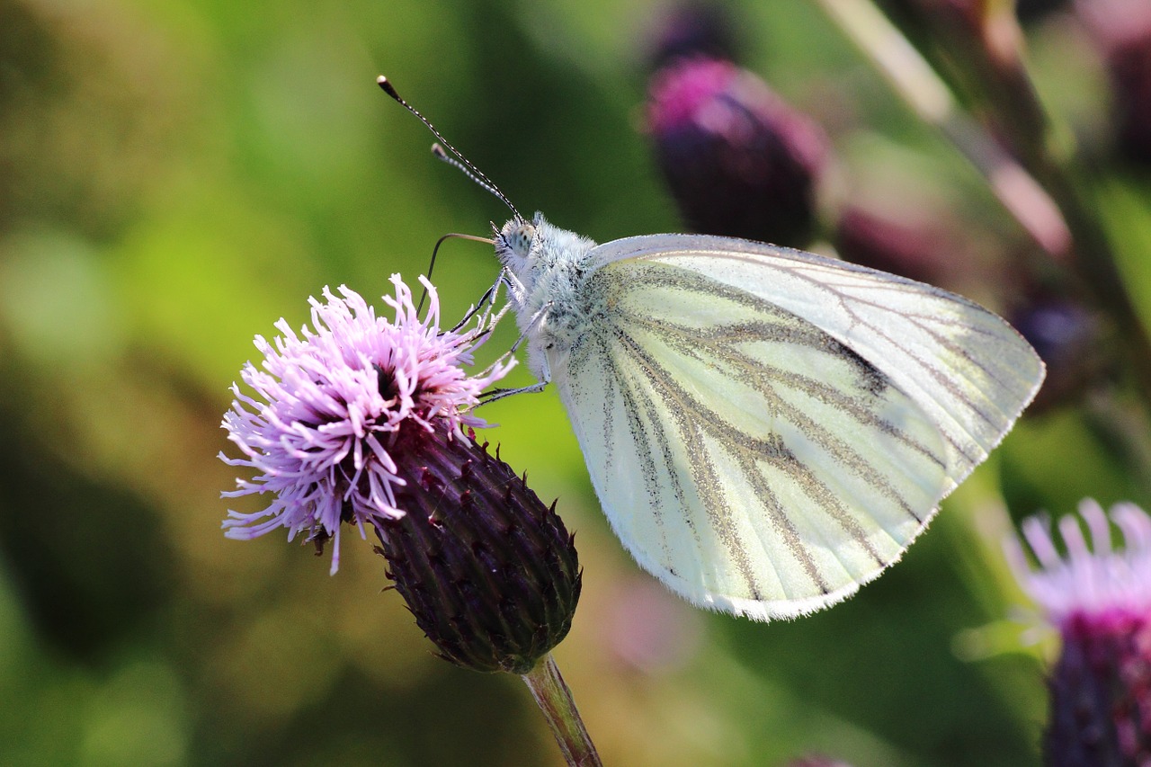 white ling butterfly thistle free photo