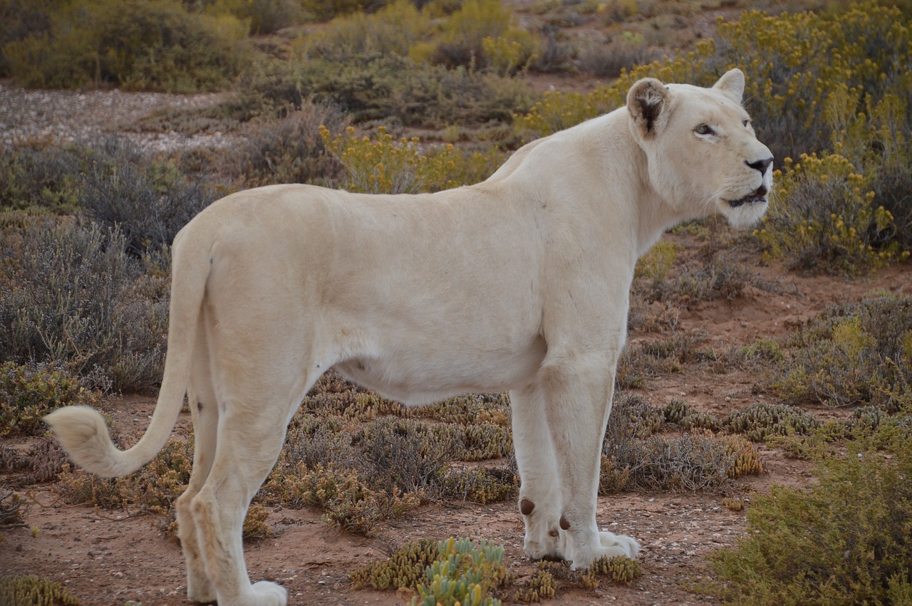 white-lion lion walking-safari free photo