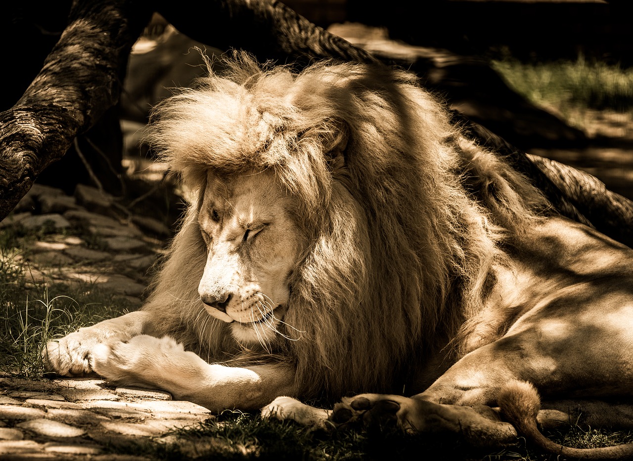 white lion light mane free photo