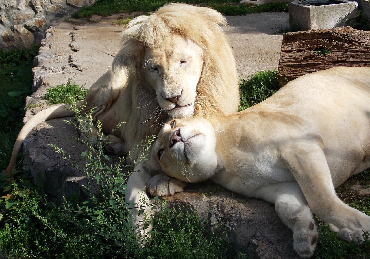 white lion lions lioness free photo