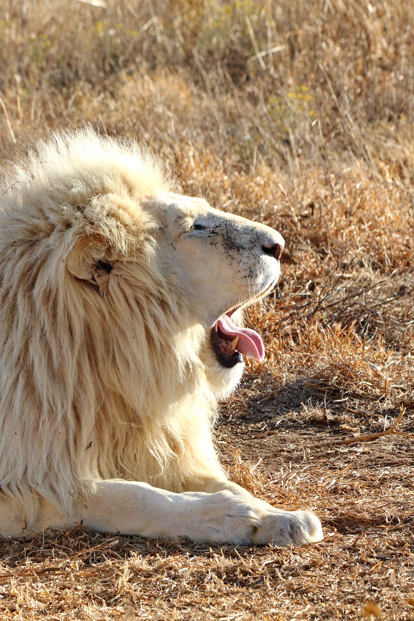white lion  portrait  lion free photo