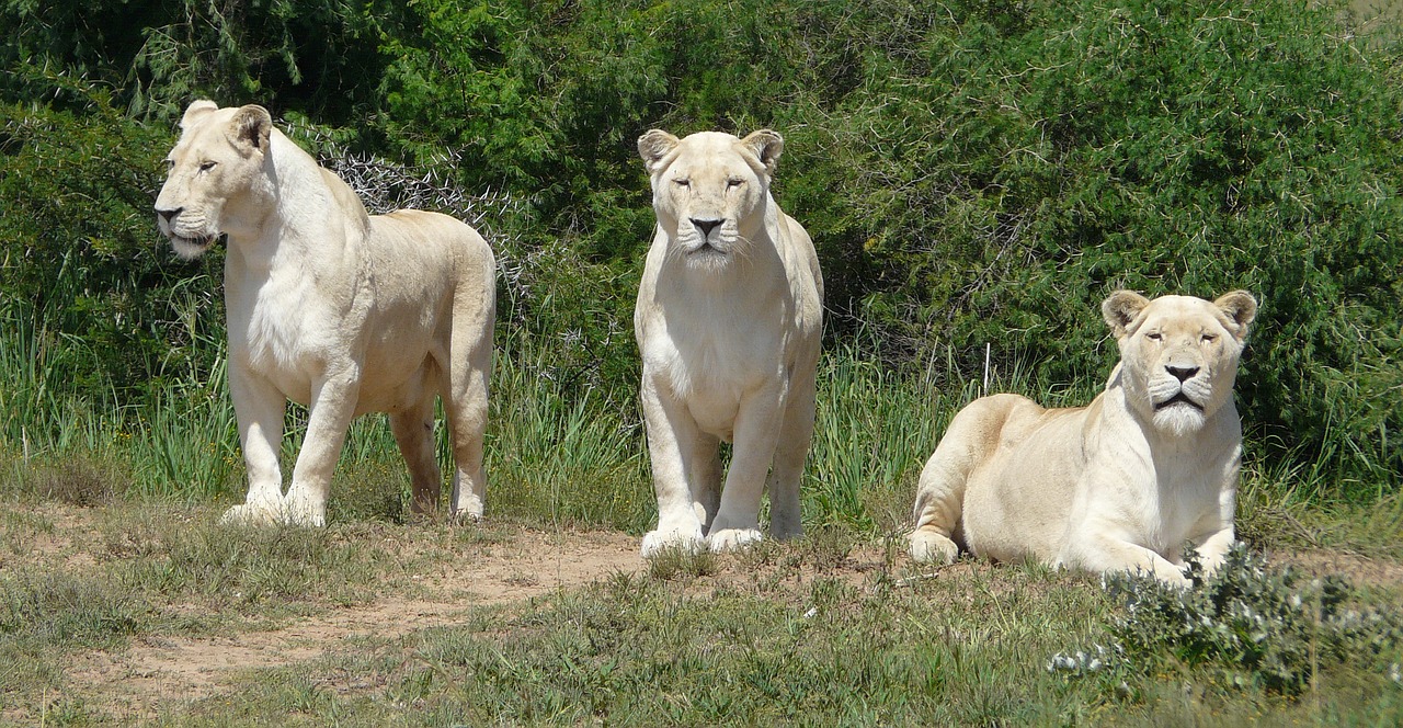 white lion  lion  white free photo