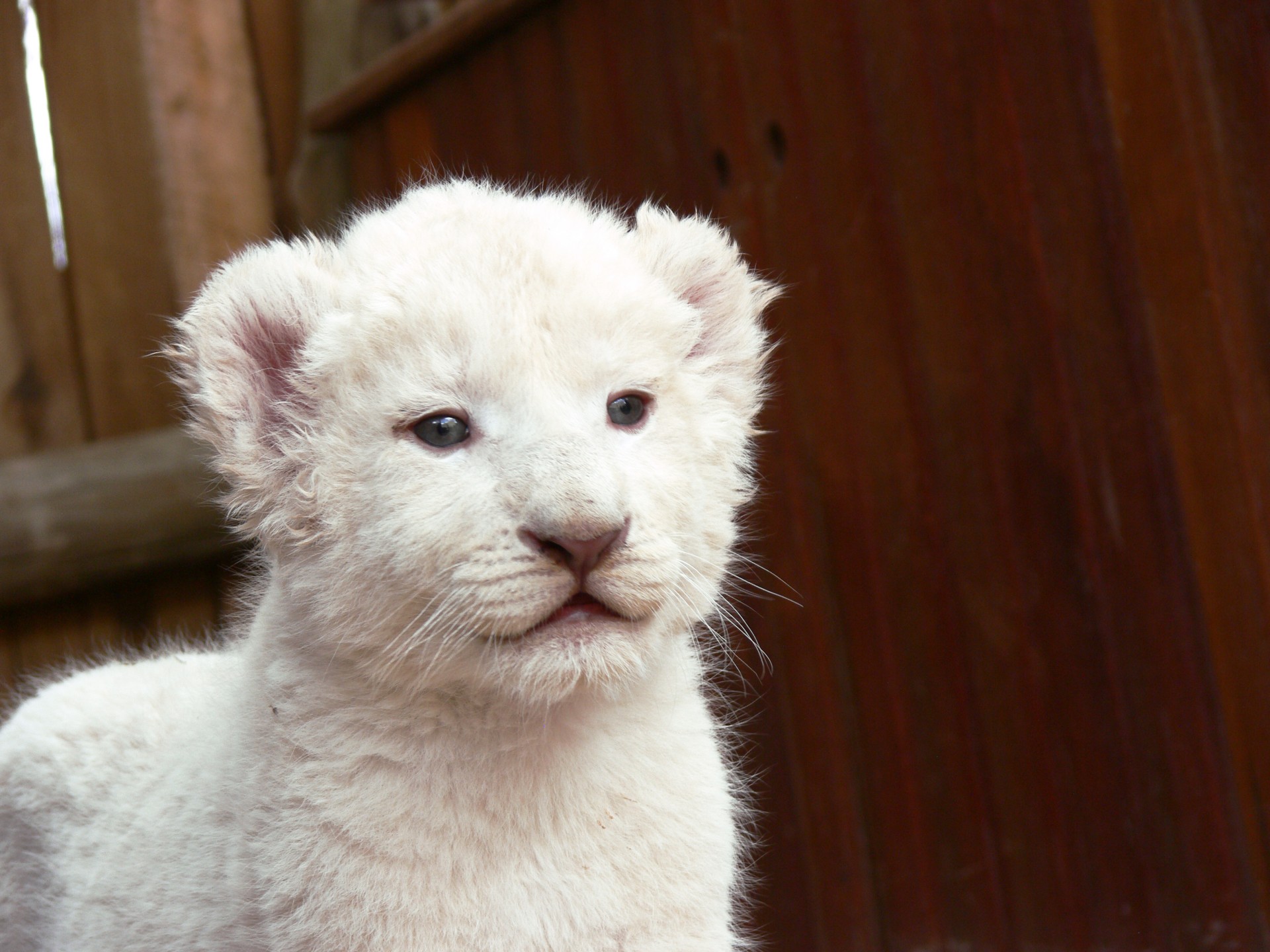 lion cub white lion free photo