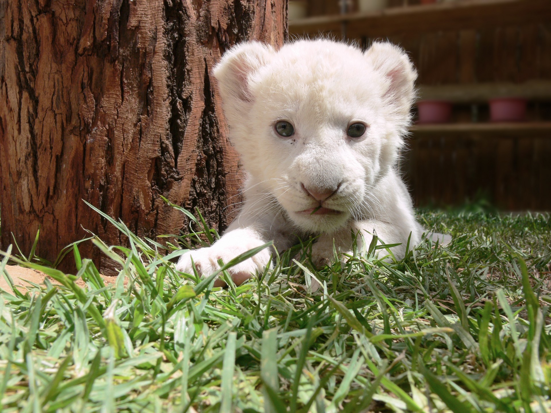 lion cub lion cub free photo