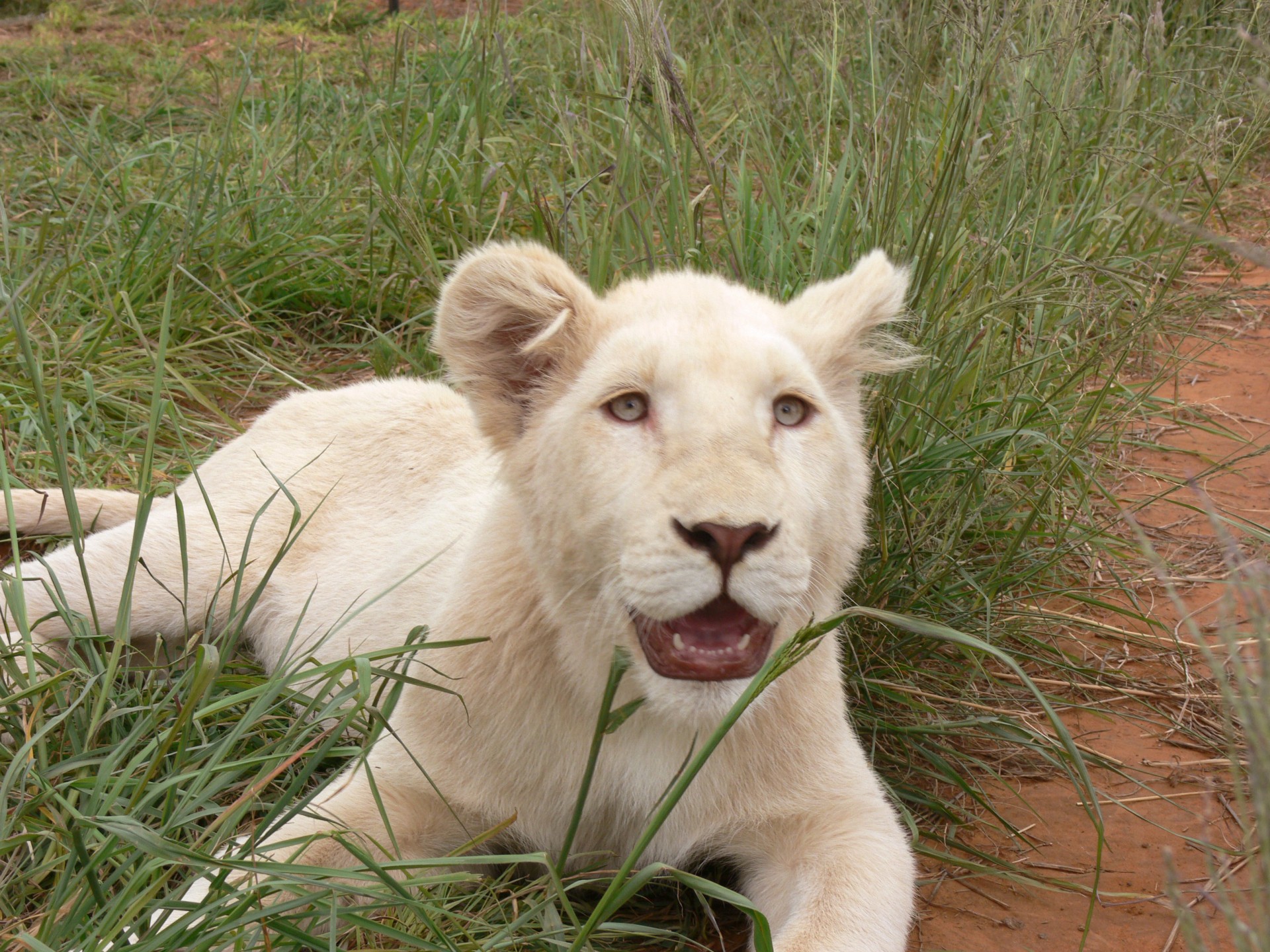 white lion cub big cat free photo