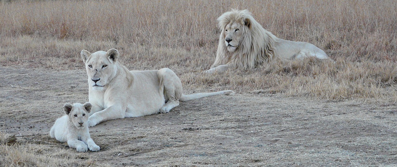 white lion family  white lion  lion free photo