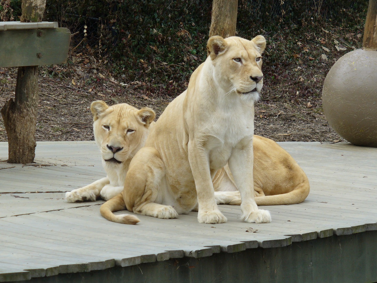 white lioness zoo lioness free photo