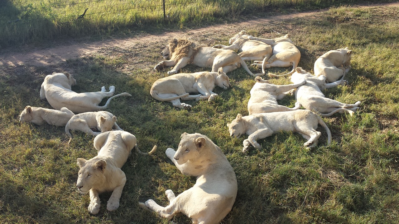 white lions africa big free photo