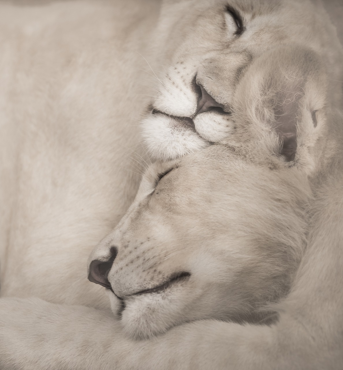 white lions sleeping snuggle free photo