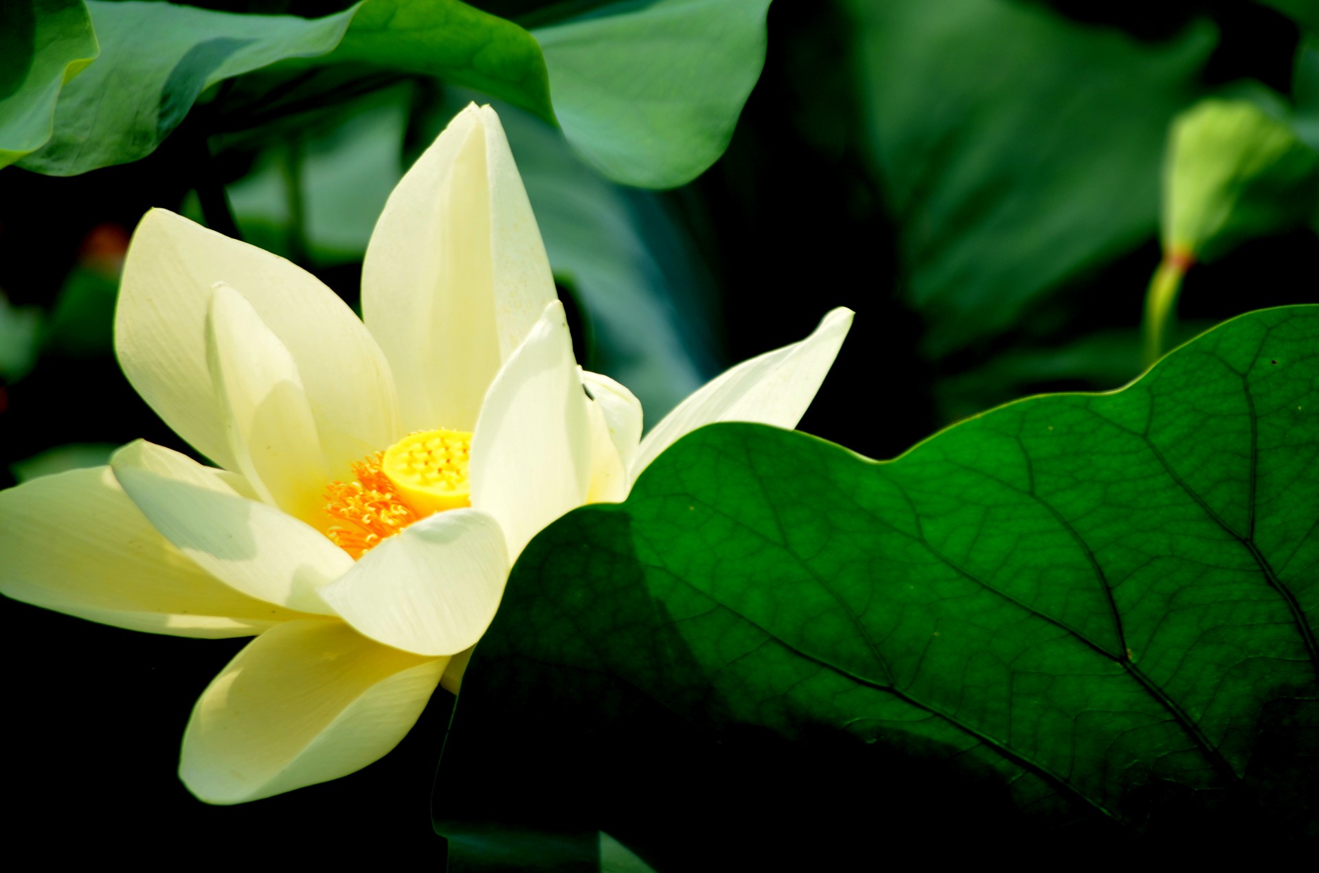 flower flowers lotus free photo