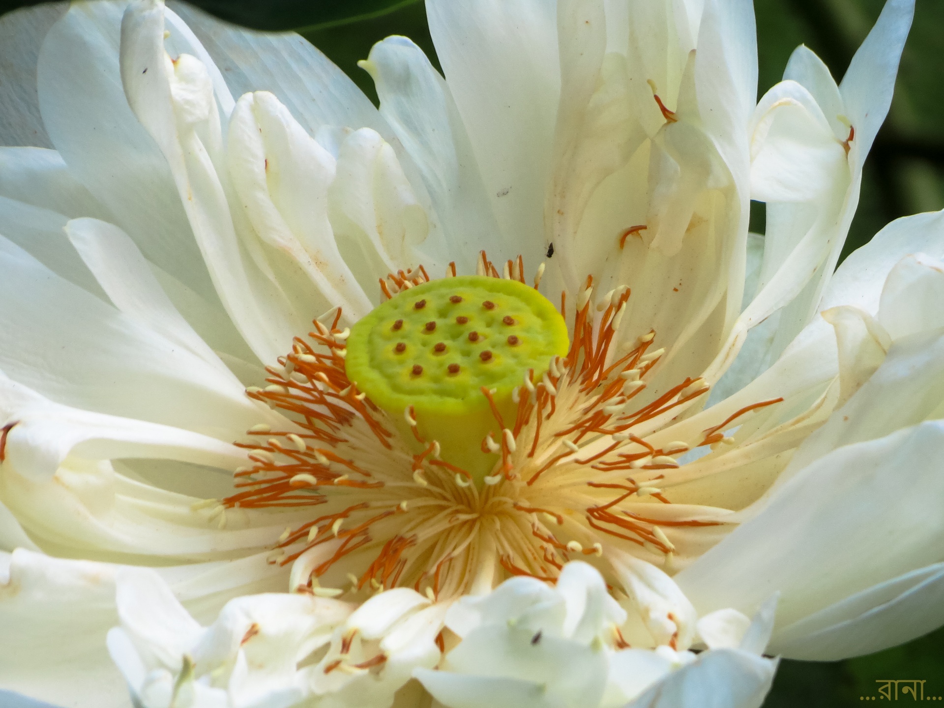 lotus flower white lotus free photo