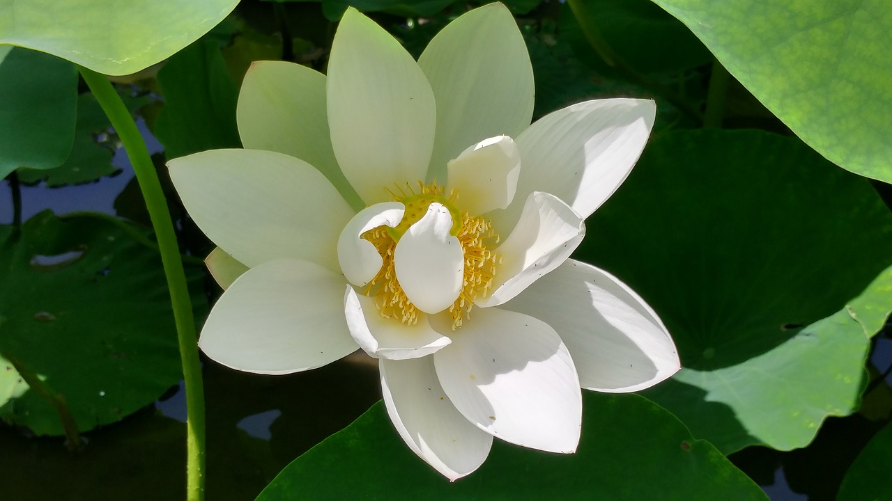 white lotus affix lotus free photo