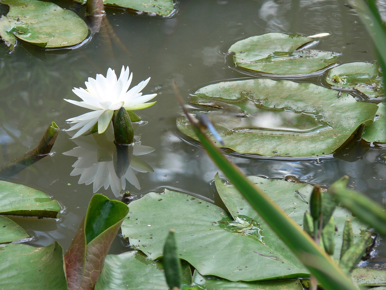 white lotus plant dwarf lily free photo