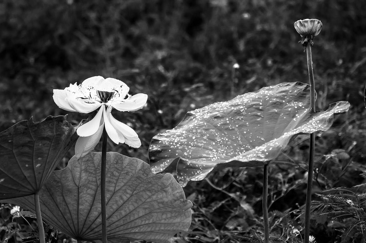 white lotus  background  arts free photo