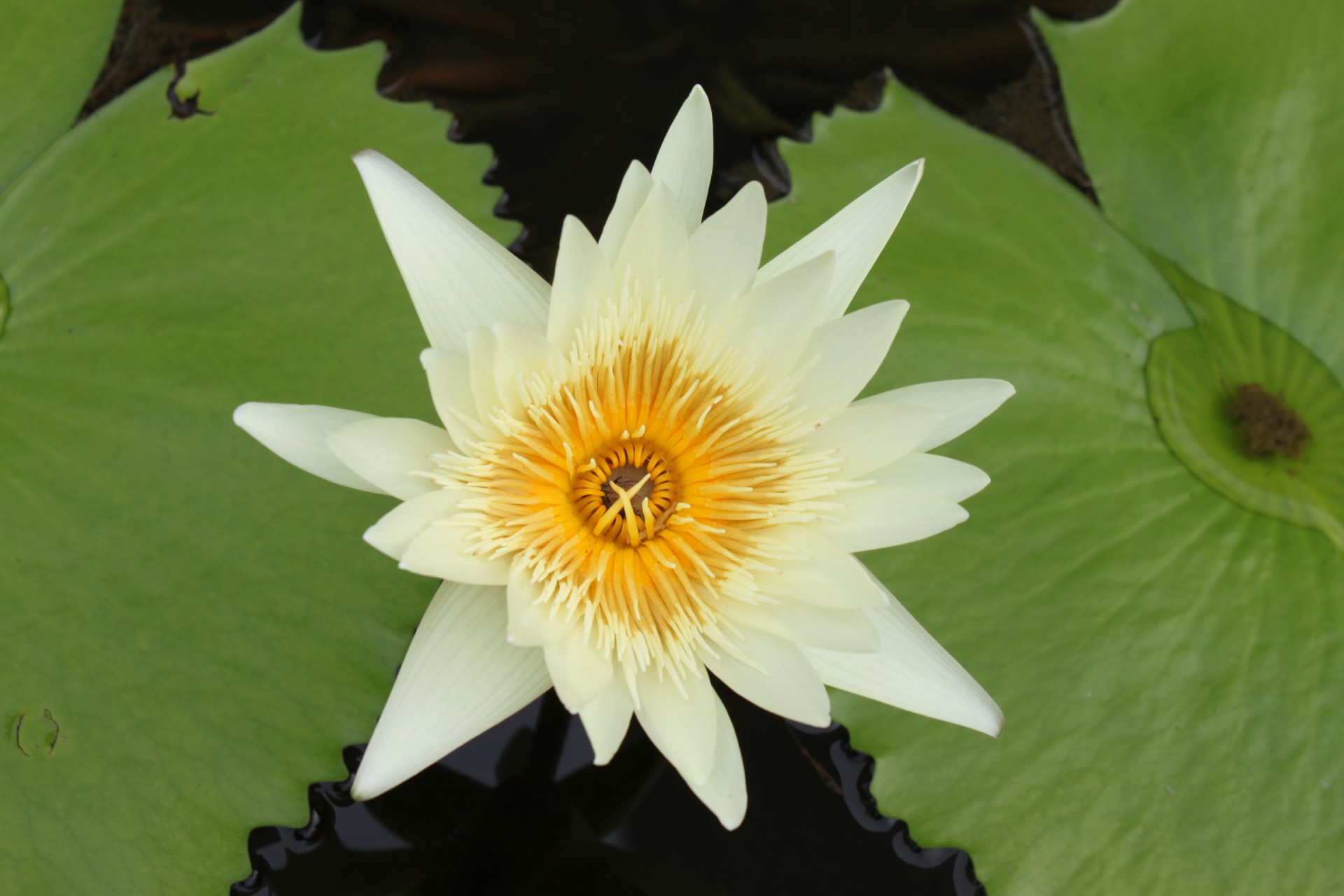 white lotus flower free photo