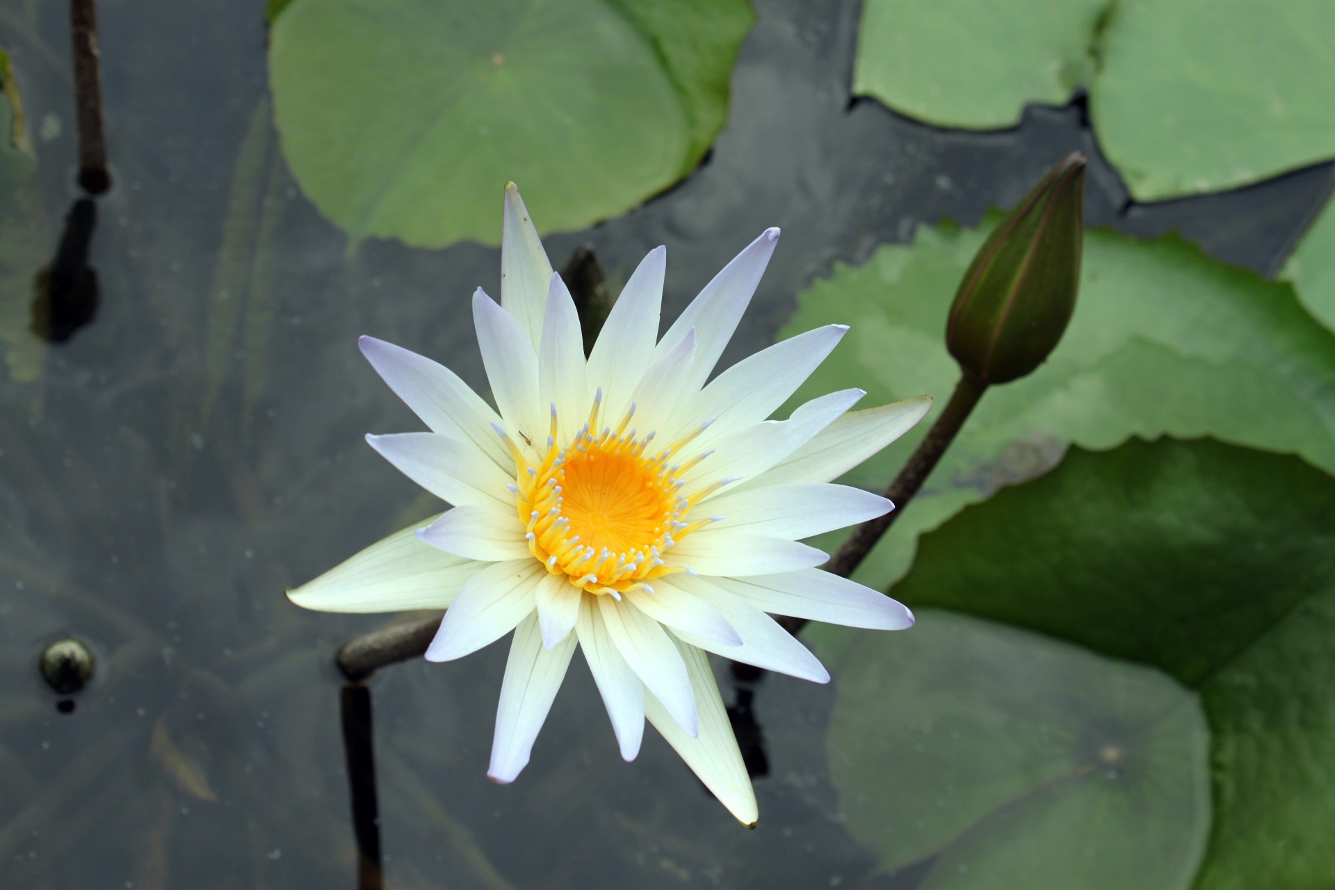 white lotus flower bud pond lotus leave free photo
