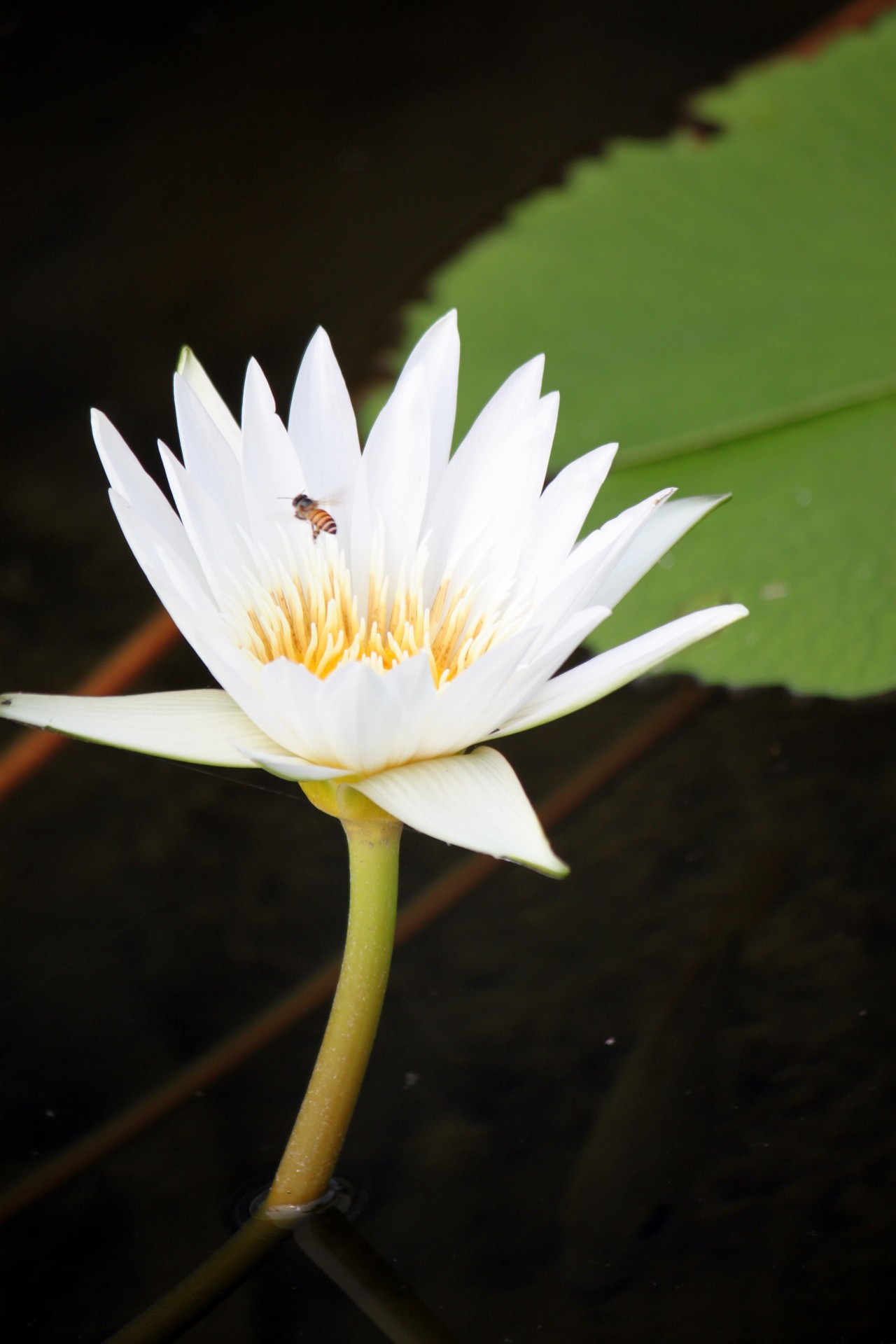 white lotus flower free photo