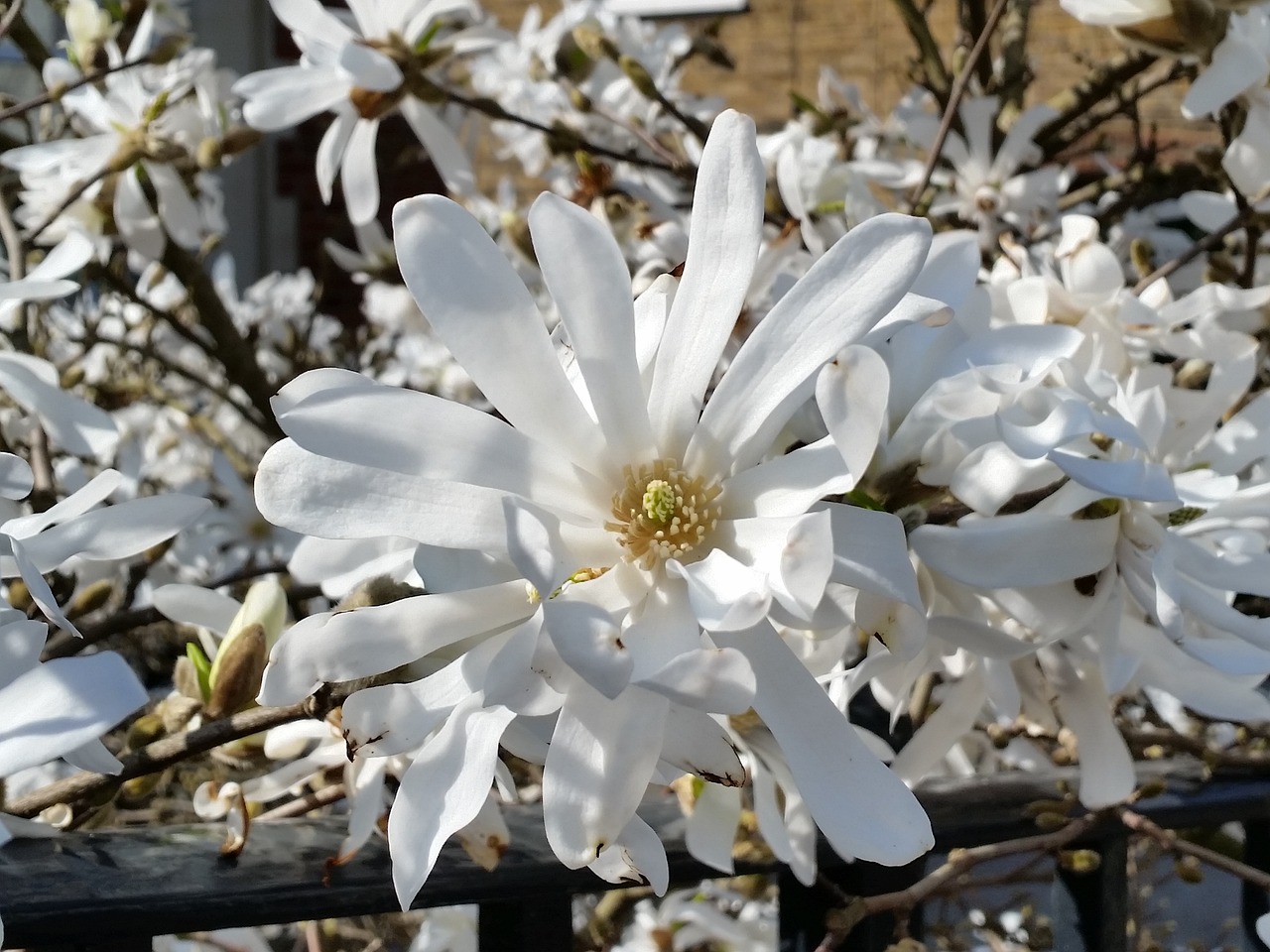 white magnolia blossom spring free photo