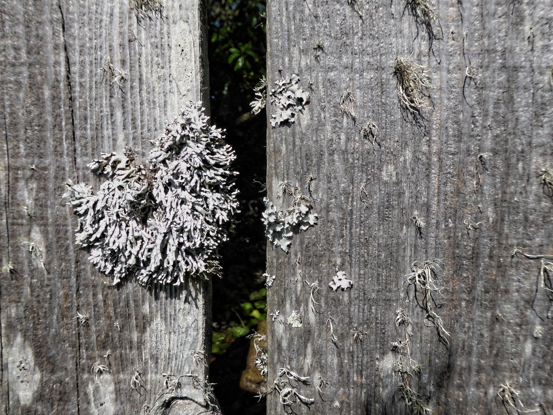 white moss background free photo