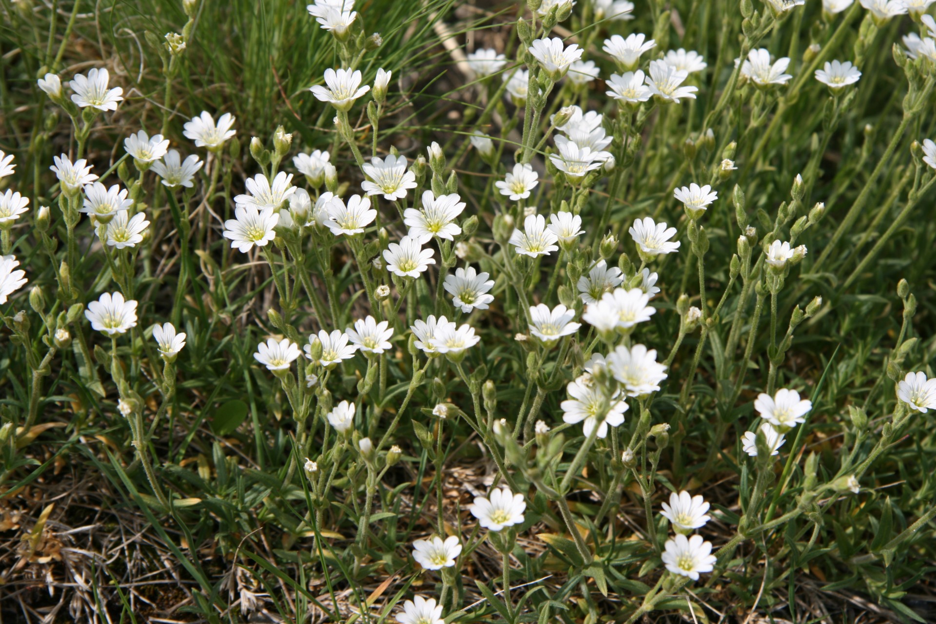 white mountain flowers free photo