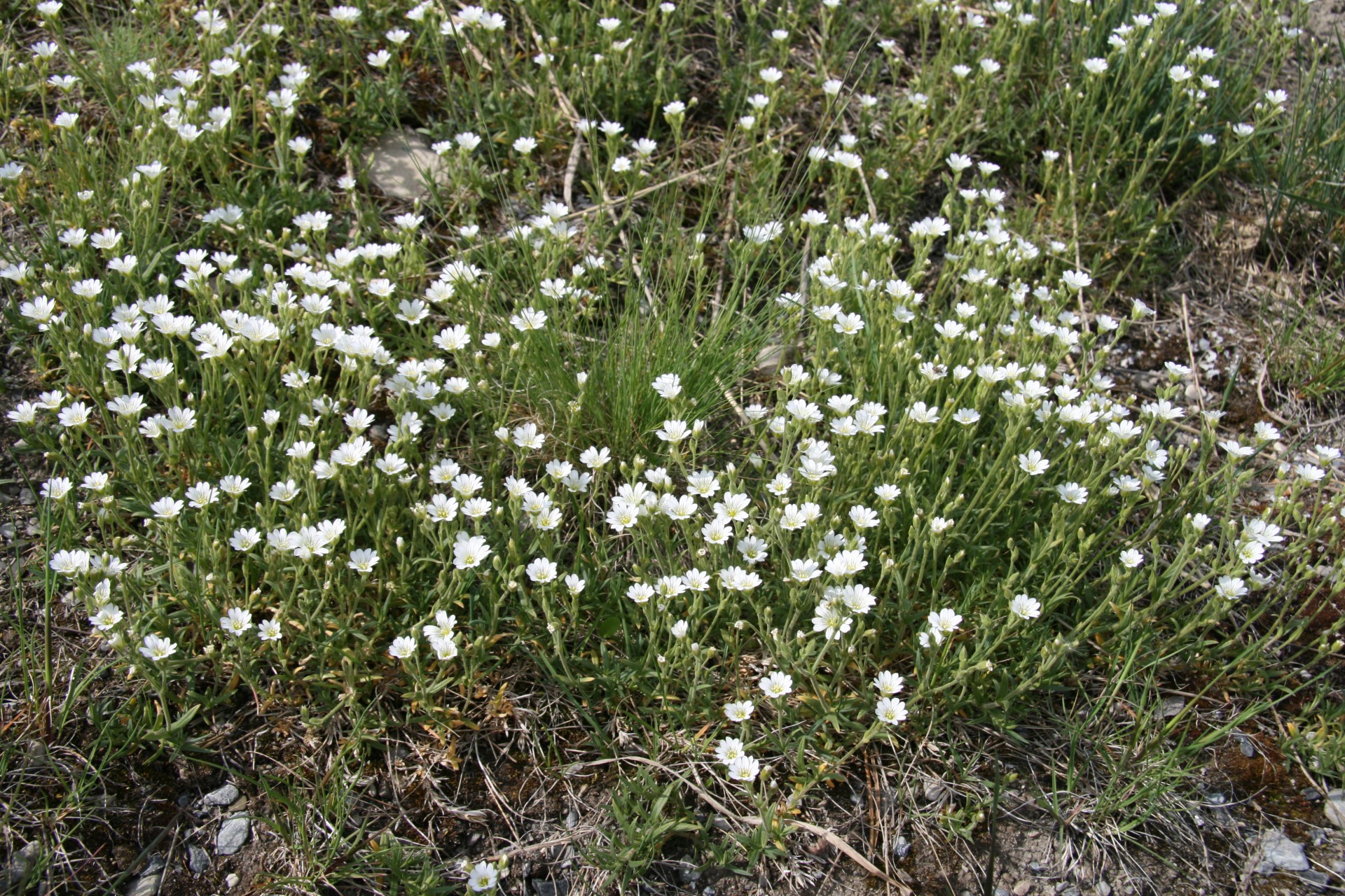 white mountain flowers free photo