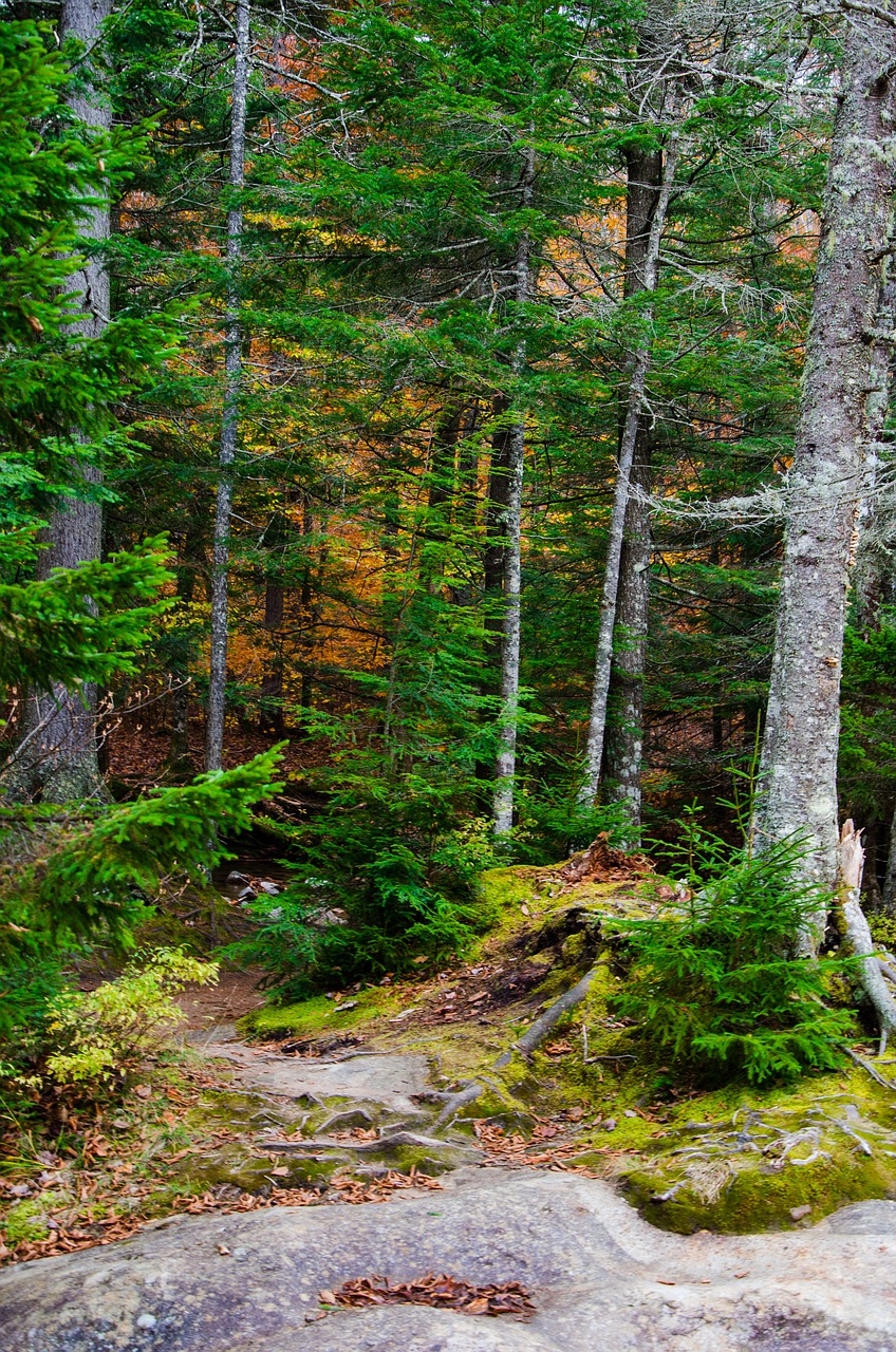 white mountains fall tree free photo