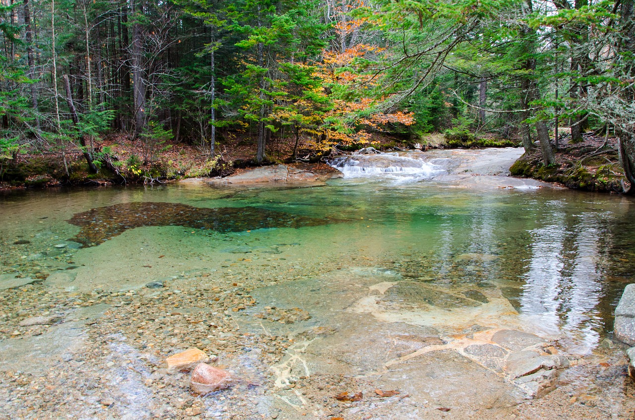 white mountains fall tree free photo