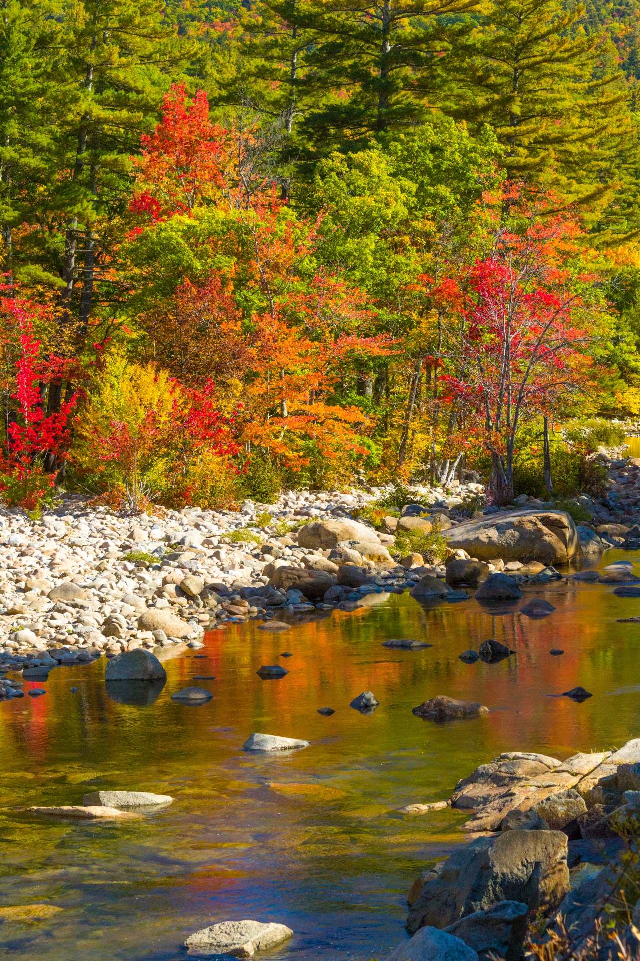 autumn color colorful free photo