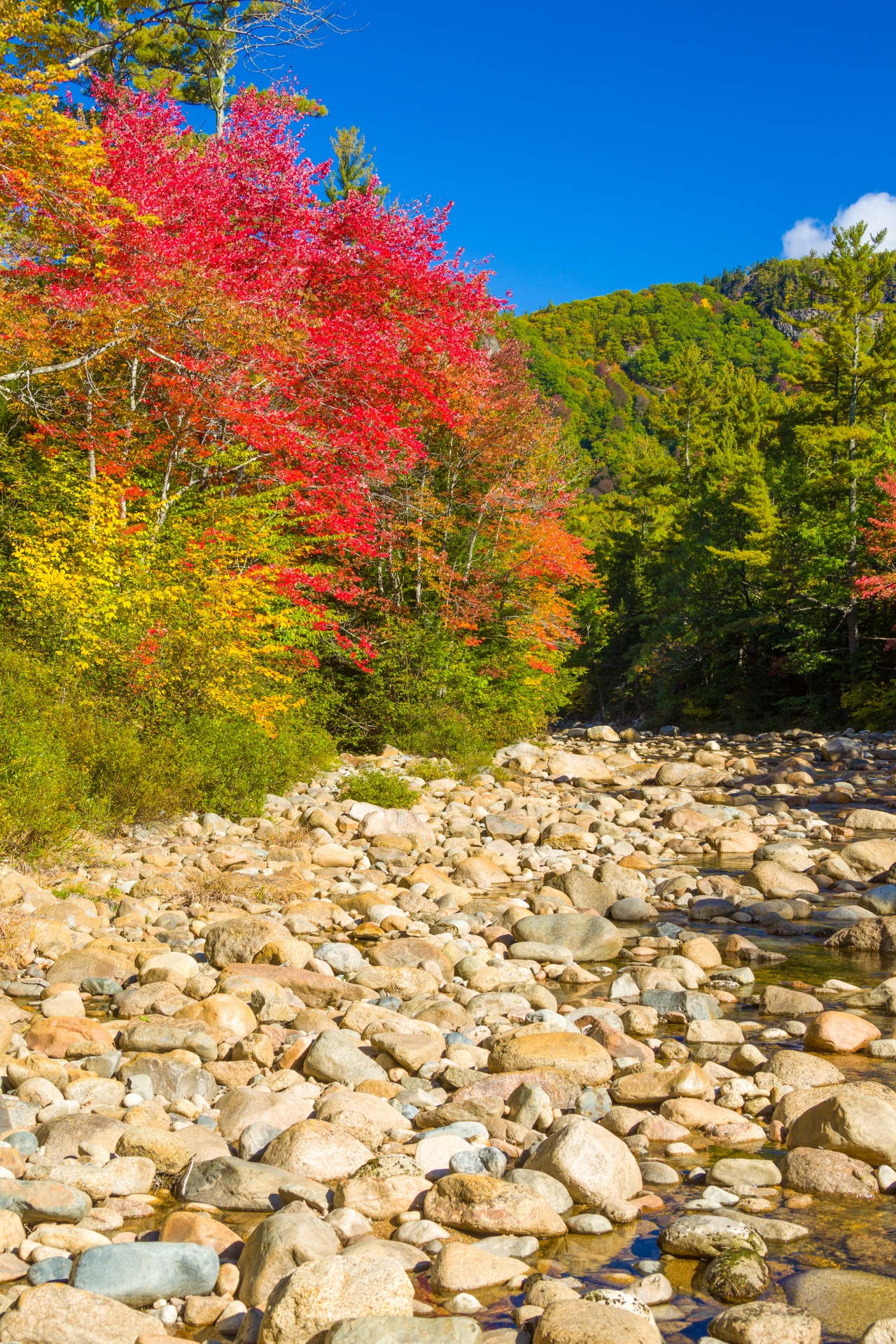 autumn color colorful free photo