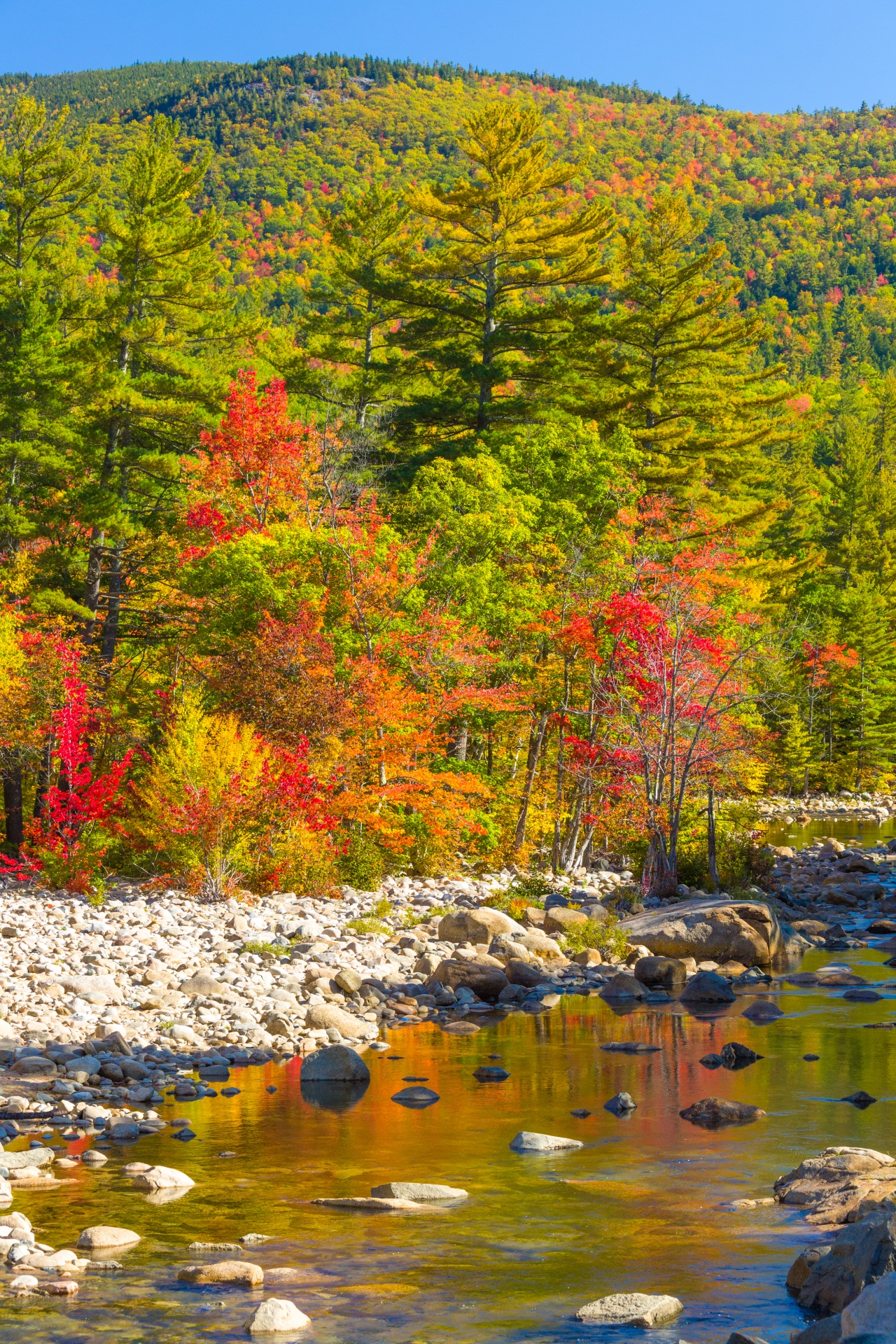 autumn color colorful free photo