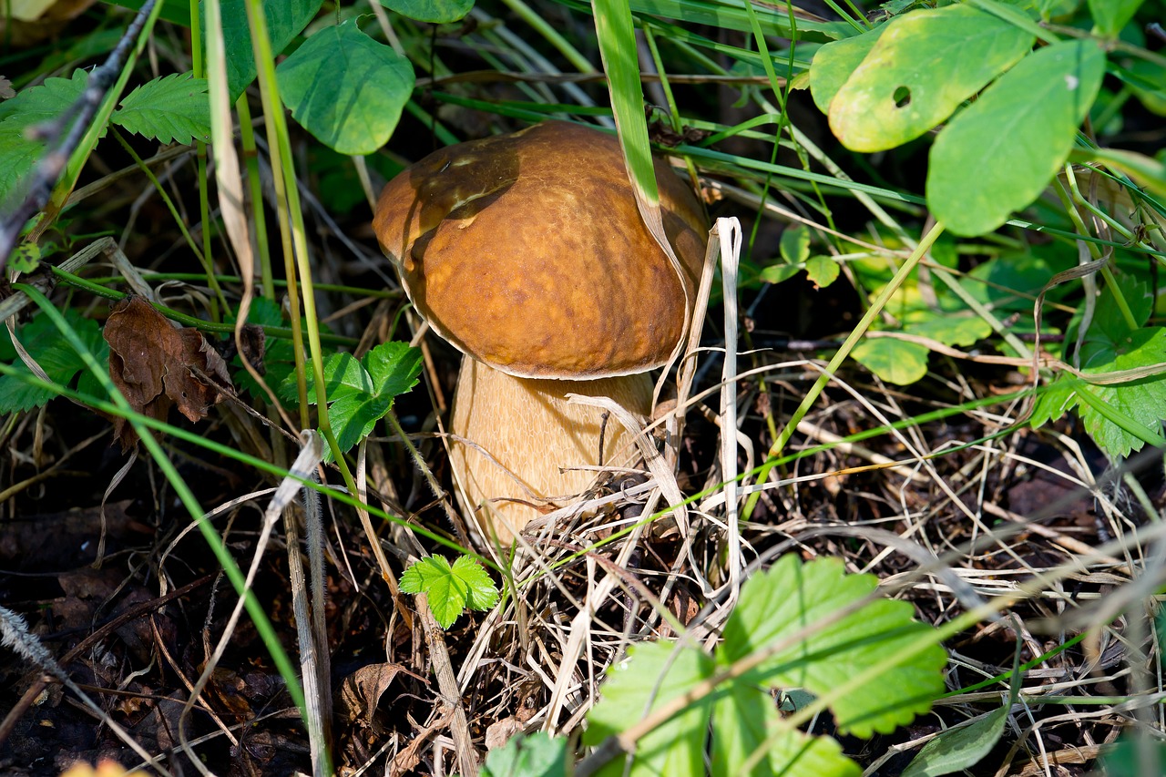 white mushroom nature mushrooms free photo
