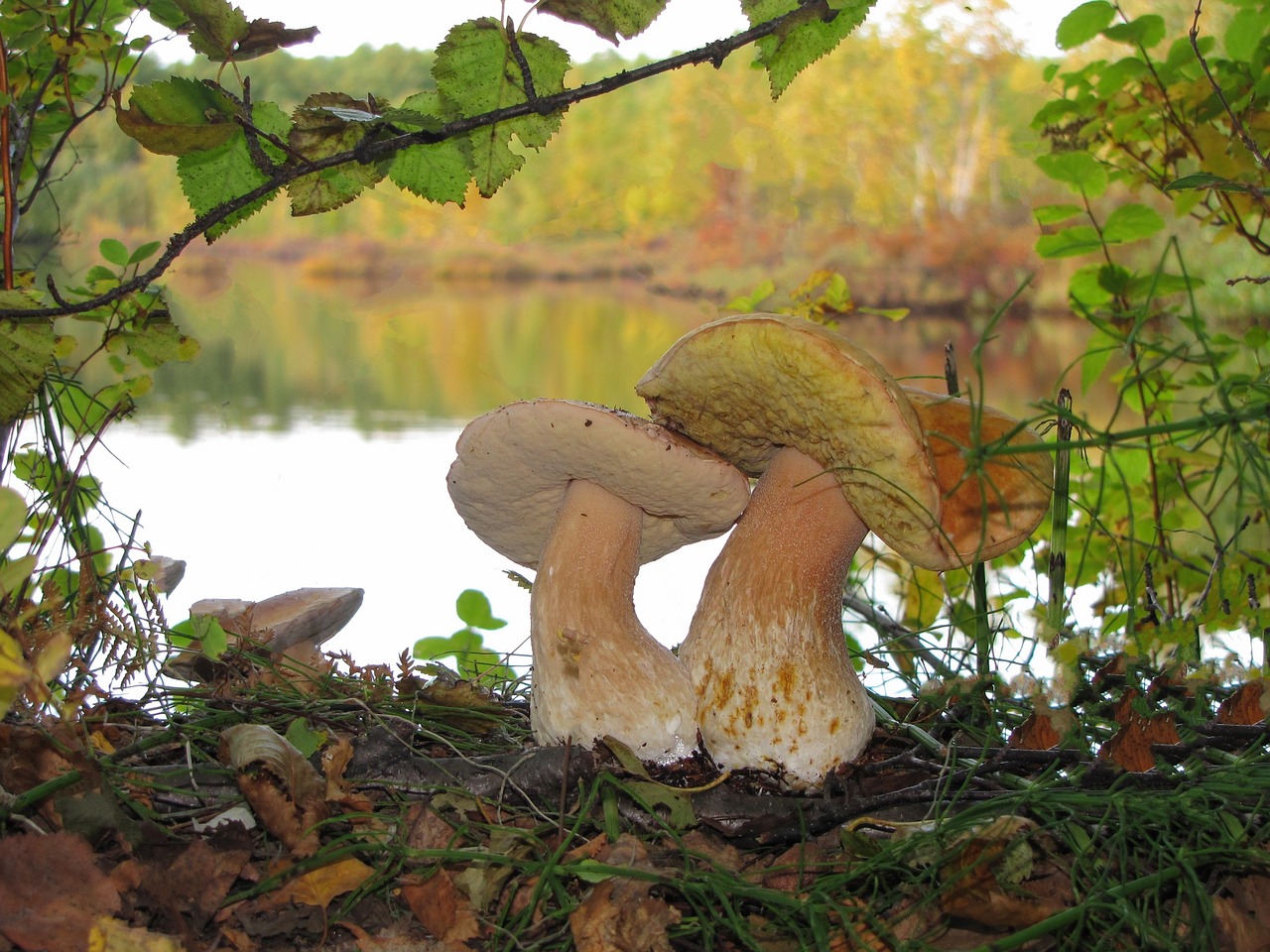 white mushrooms brothers moss free photo