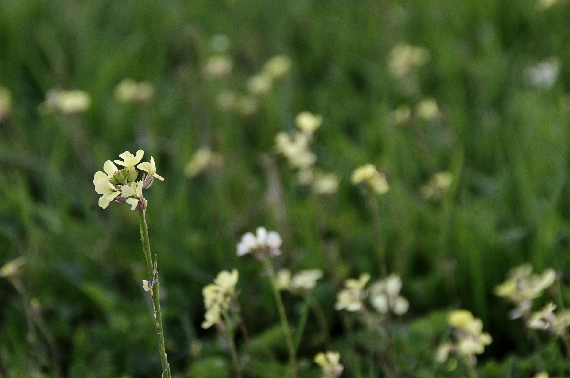 white mustard wildflowers synapis alba free photo