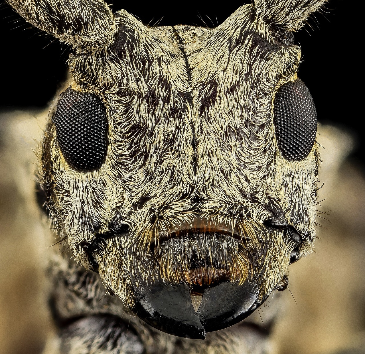 white oak borer head insect free photo