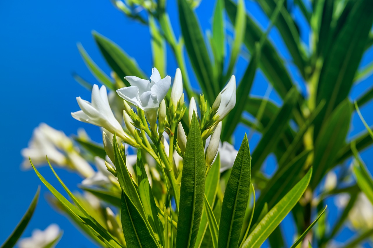 white oleander  nerium oleander  laurel rose free photo
