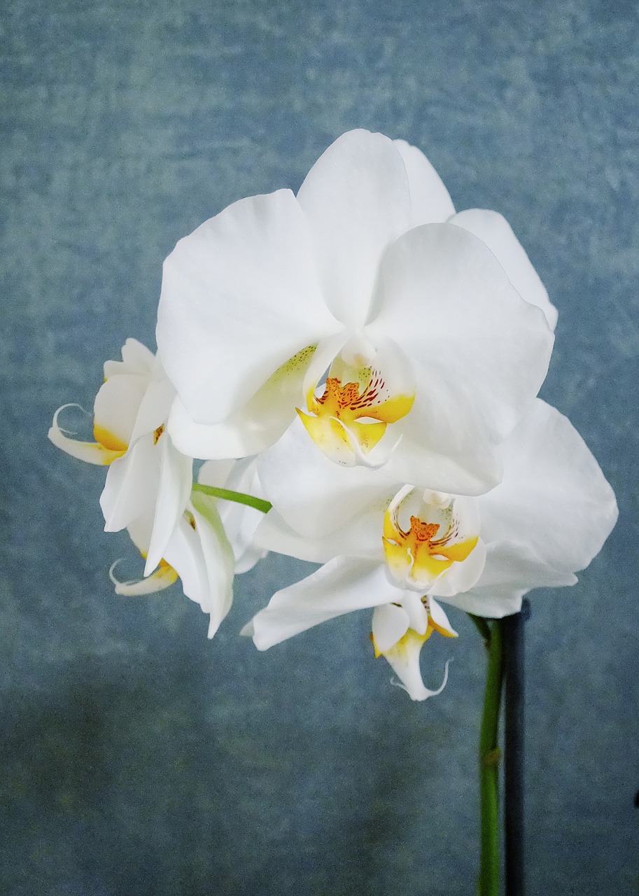 white orchid orchid flower free photo