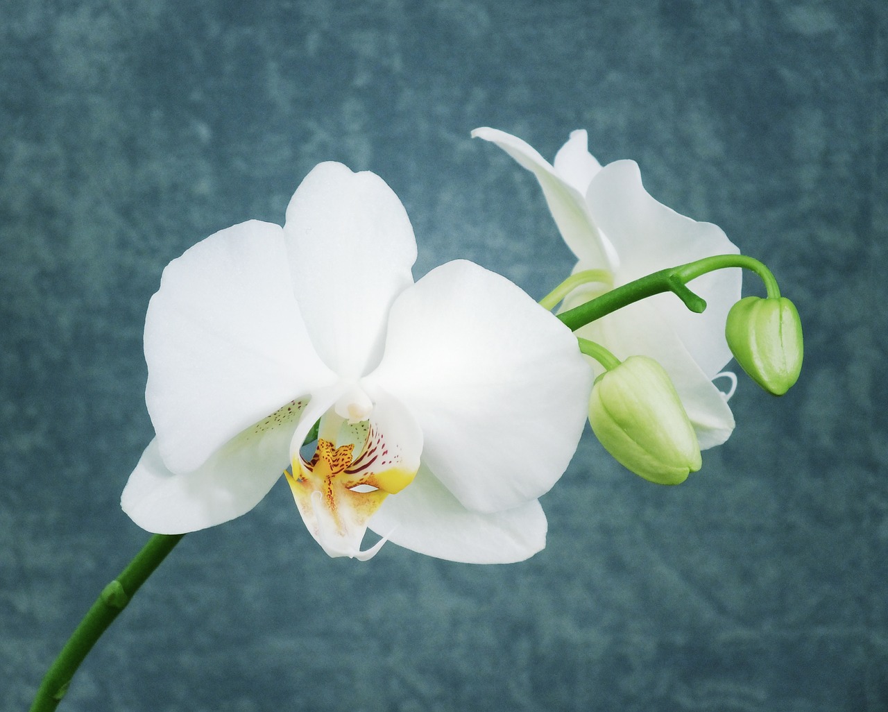 white orchid orchid flower free photo