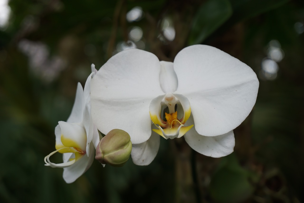 white orchid flower bloom free photo